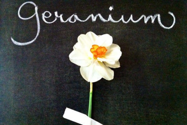 Geranium - A daffodil is just a daffodil
