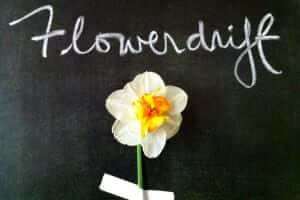 Flower Drift - A daffodil is just a daffodil