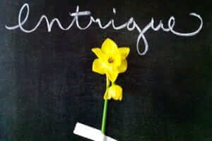 Intrigue - A daffodil is just a daffodil