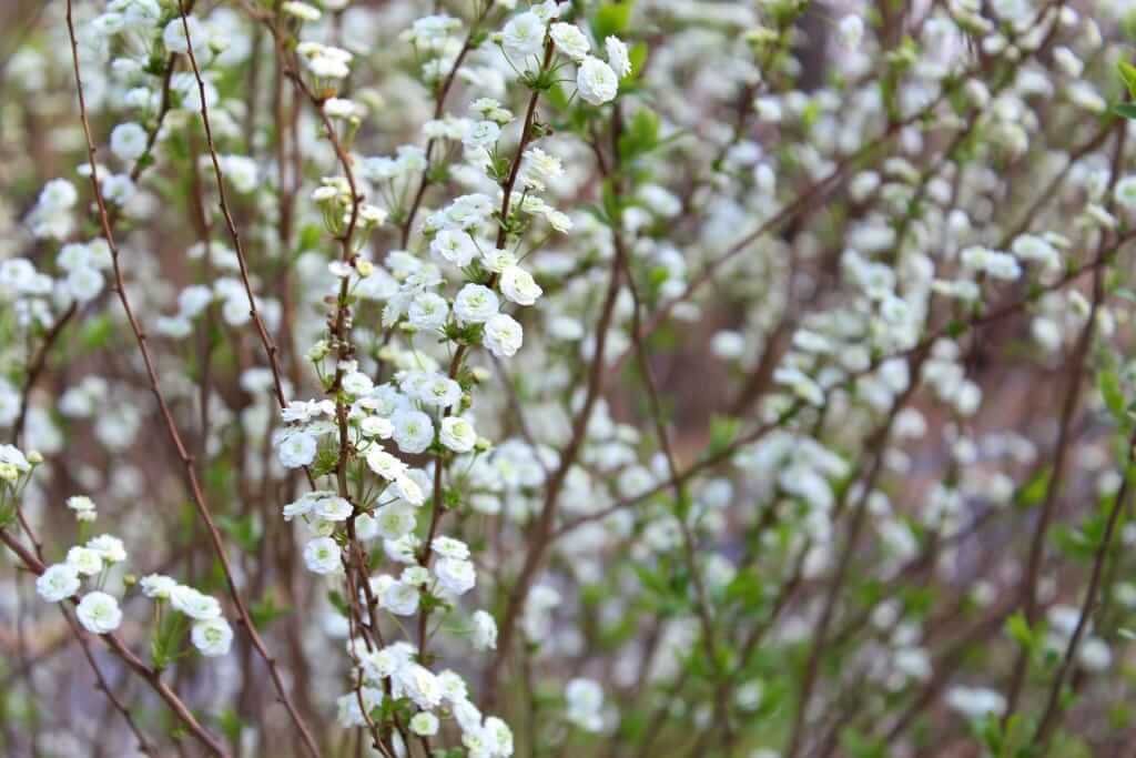 Bridal Veil Spirea Nora Murphy Country House