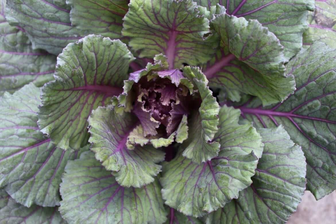 the-little-cabbage-that-could-nora-murphy-country-house