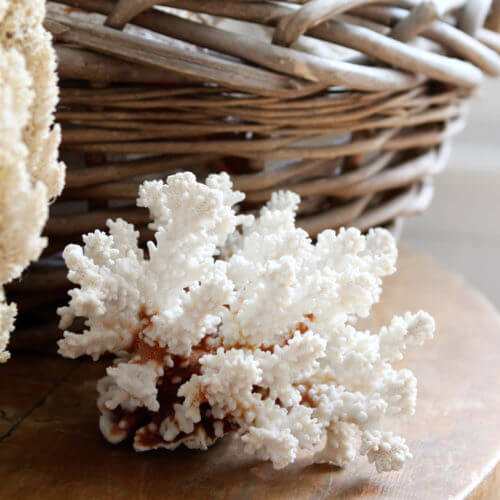 Old White Spike Coral Chunk - Nora Murphy Country House