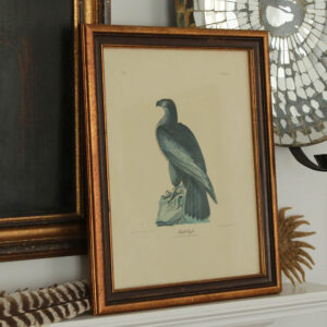 John J. Audubon's 'Bald Eagle'