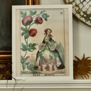 John Derian's 'Rose Beaute'