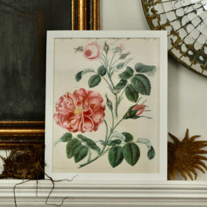 John Derian's 'Roses III'