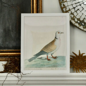 John Derian's 'Turtle Dove'