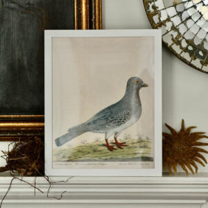 John Derian's 'The Common Wild Dove'
