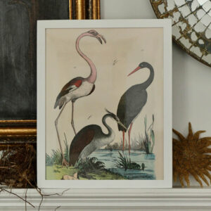 John Derian's 'Shore Birds'