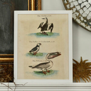 John Derian's 'The Grobe, The Puffin & The Pelican'
