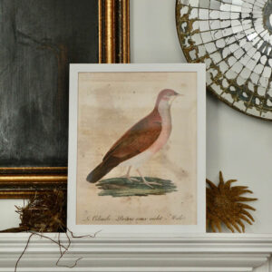 John Derian's 'Le Colombi'