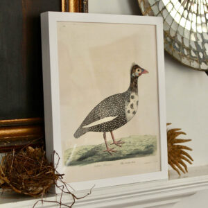 John Derian's 'The Guiny Hen'