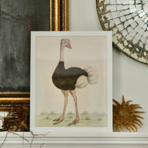 John Derian's 'Ostrich'