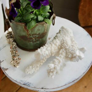 Old Branch Coral Fragment