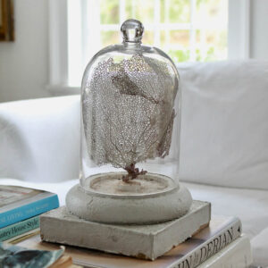 Cabinet of Curiosities White Sea Fan, Cloche & Base