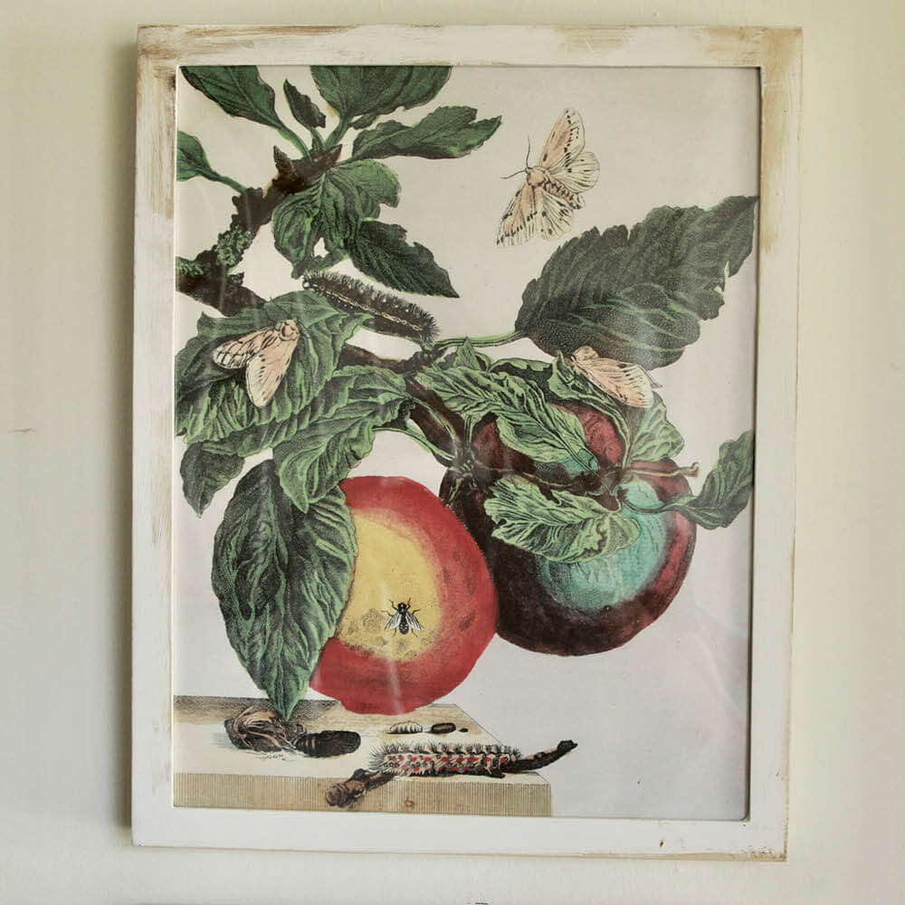 John Derian's 'Apples'