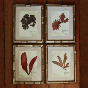 Charleston Seaweed Print Collection/Set of 4