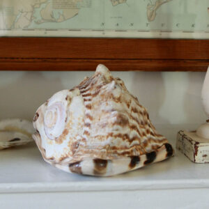 Queen Helmet Tiger Conch Shell