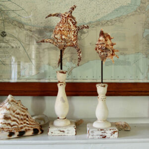 Exotic Shells on Display/Set of 2