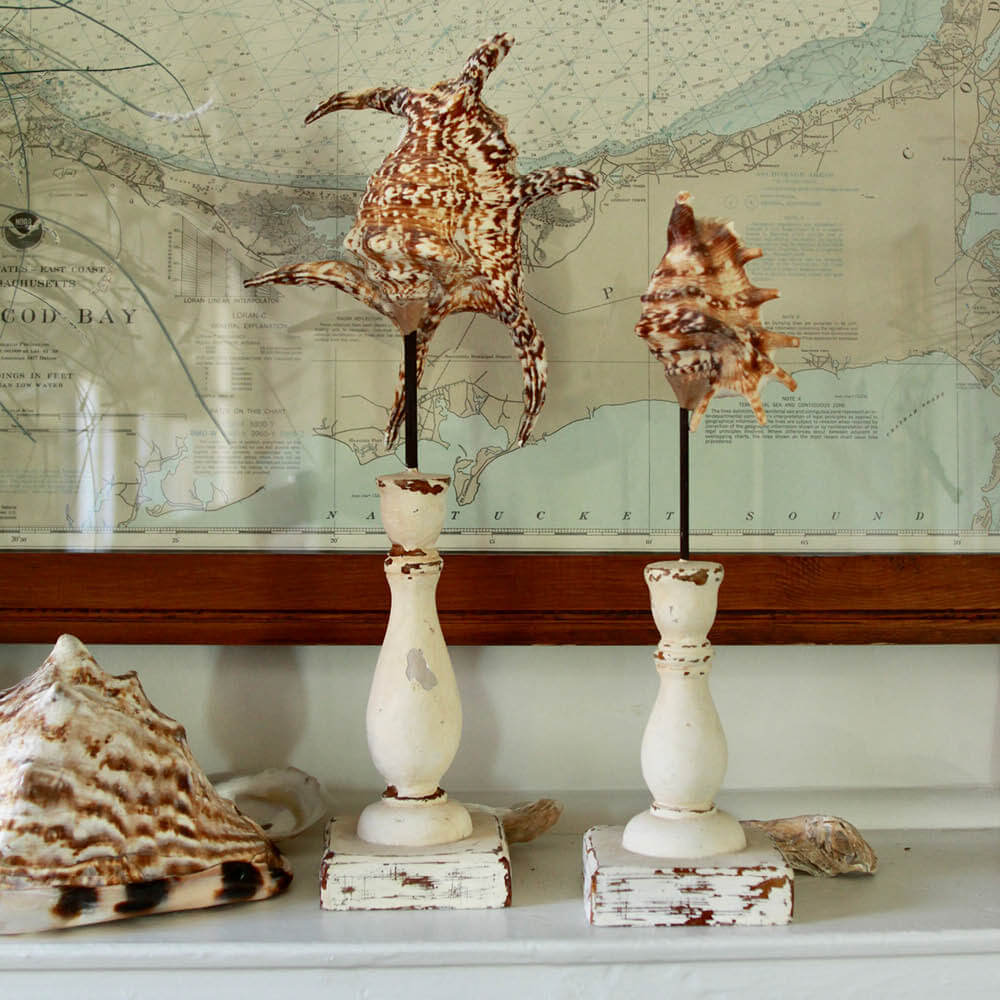 Exotic Shells on Display/Set of 2