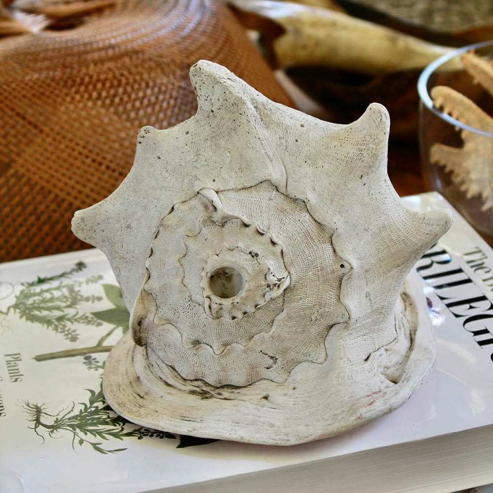 Queen Helmet Conch Shell