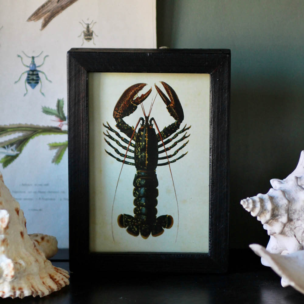 Petite Lobster Print