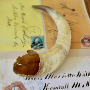 The Lodge Antique Warthog Tusk