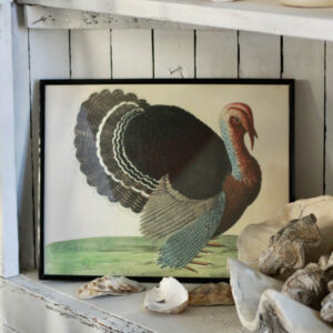 John Derian's 'Turkey' Print