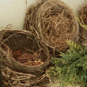 New England Bird's Nest