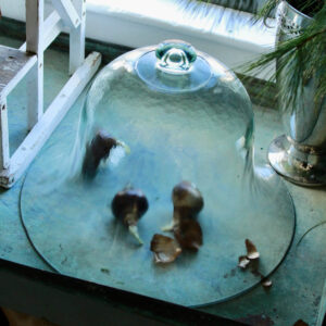 Charleston Glass Cloche