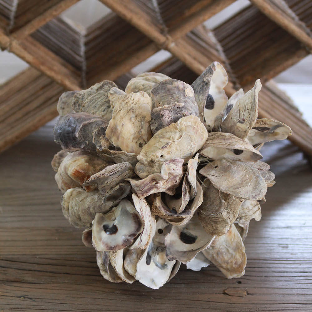 Natural Oyster Cluster