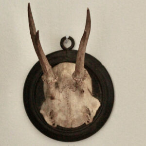 Petite Antique Austrian Deer Antlers Mount