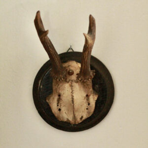 Petite Antique Austrian Deer Antler Mount II