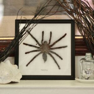 Vintage Preserved Tarantula Specimen Haplopelma