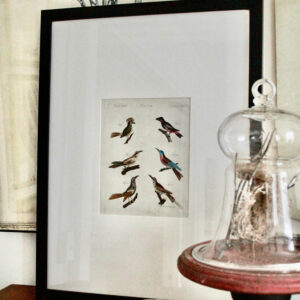 Antique Ornithological Bird Engraving IVIII