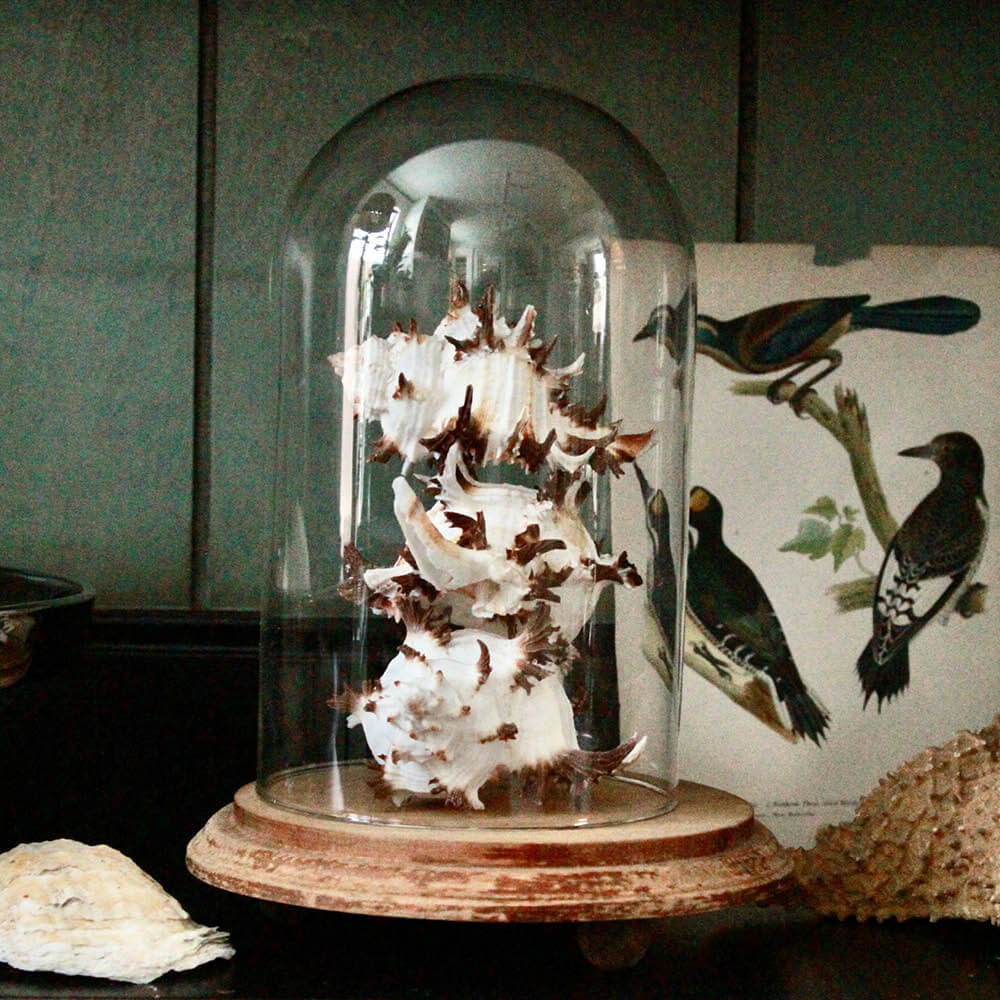 Endive Murex Shells Under Glass Cloche & Wooden Base