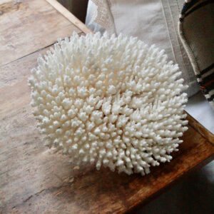 Large Natural White Coral Specimen