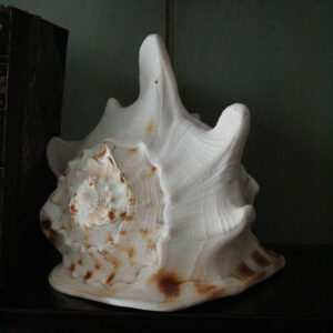 Large Natural Conch Shell