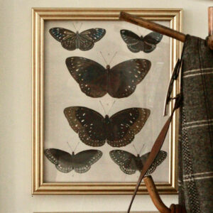 John Derian's, Six Butterflies Print