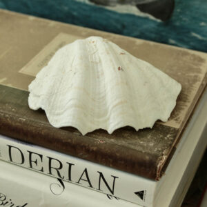 Old Clam Shell
