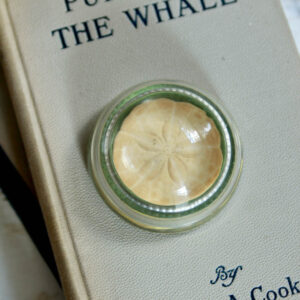 Vintage Maine Sand Dollar Paperweight